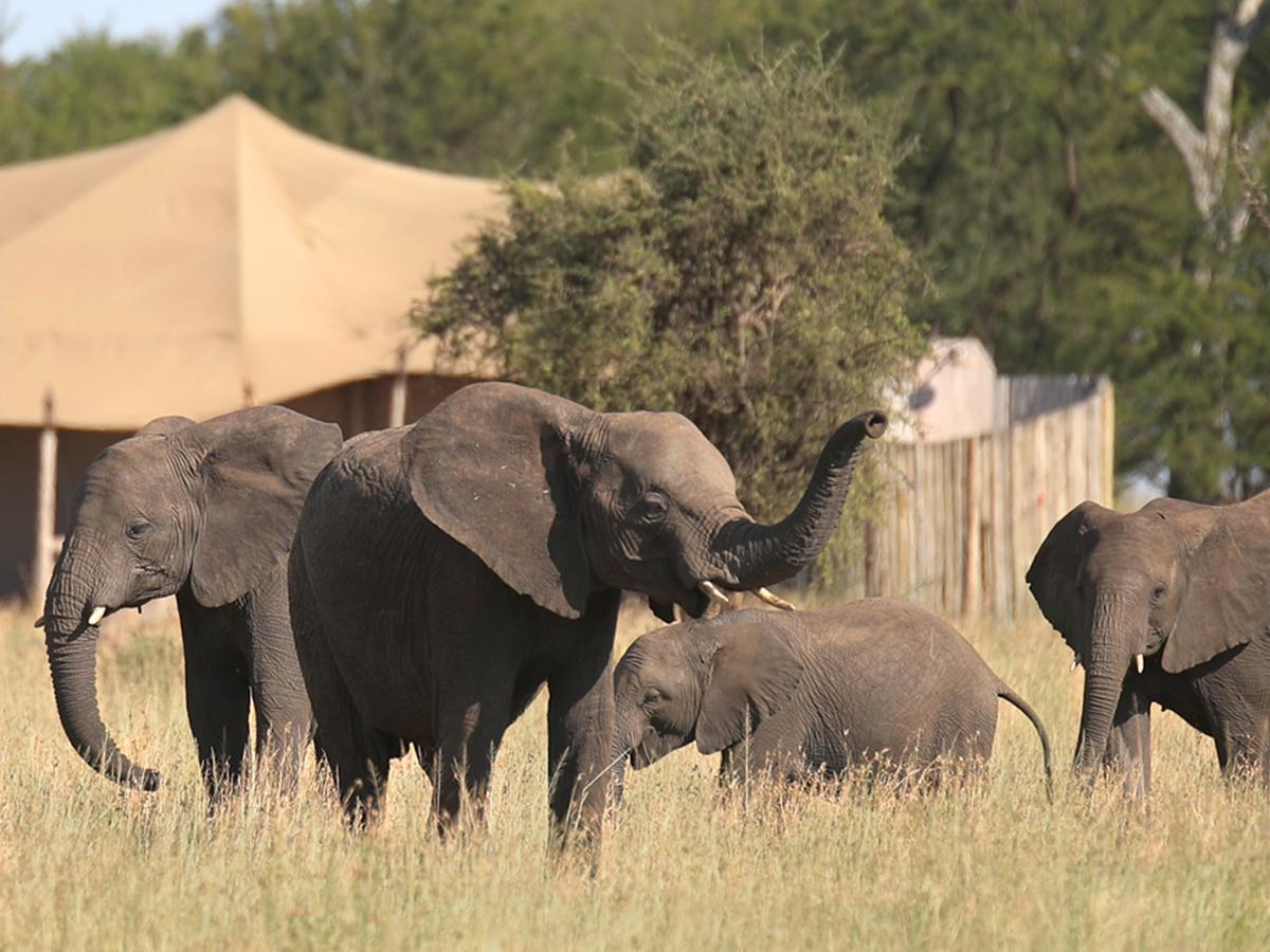 One Nature Nyaruswiga Serengeti Banagi Extérieur photo